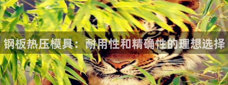 易倍纤代餐奶昔怎么样：钢板热压模具：耐用性和精确性的理想