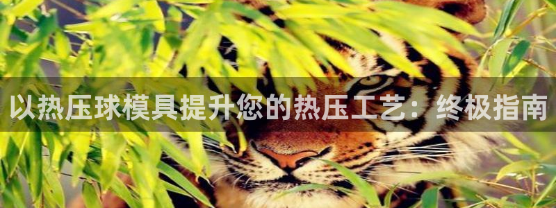 易倍纤代餐奶昔怎么样：以热压球模具提升您的热压工艺：终极